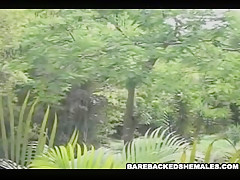 Shemale Ladyboy Anal Sex Act